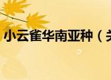 小云雀华南亚种（关于小云雀华南亚种介绍）