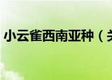 小云雀西南亚种（关于小云雀西南亚种介绍）