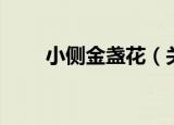 小侧金盏花（关于小侧金盏花介绍）