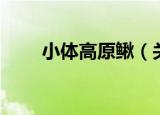 小体高原鳅（关于小体高原鳅介绍）