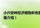 小兴安岭经济植物彩色图鉴（关于小兴安岭经济植物彩色图鉴介绍）