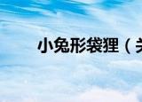 小兔形袋狸（关于小兔形袋狸介绍）