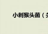 小刺猴头菌（关于小刺猴头菌介绍）
