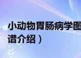 小动物胃肠病学图谱（关于小动物胃肠病学图谱介绍）