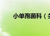 小单孢菌科（关于小单孢菌科介绍）