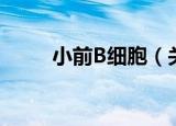 小前B细胞（关于小前B细胞介绍）