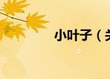 小叶子（关于小叶子介绍）