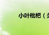 小叶枇杷（关于小叶枇杷介绍）