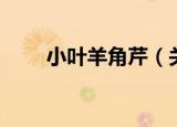 小叶羊角芹（关于小叶羊角芹介绍）