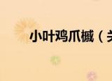小叶鸡爪槭（关于小叶鸡爪槭介绍）