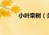 小叶栾树（关于小叶栾树介绍）
