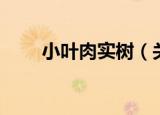 小叶肉实树（关于小叶肉实树介绍）