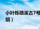 小叶栎绩溪古7号（关于小叶栎绩溪古7号介绍）