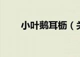 小叶鹅耳枥（关于小叶鹅耳枥介绍）