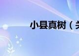 小县真树（关于小县真树介绍）