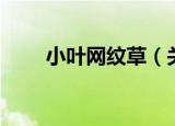 小叶网纹草（关于小叶网纹草介绍）