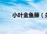 小叶金鱼藤（关于小叶金鱼藤介绍）