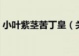 小叶紫茎苦丁皇（关于小叶紫茎苦丁皇介绍）