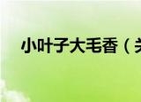 小叶子大毛香（关于小叶子大毛香介绍）