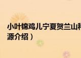 小叶锦鸡儿宁夏贺兰山种源（关于小叶锦鸡儿宁夏贺兰山种源介绍）