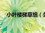 小叶楼梯草组（关于小叶楼梯草组介绍）
