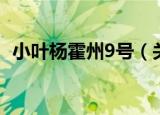 小叶杨霍州9号（关于小叶杨霍州9号介绍）