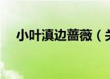 小叶滇边蔷薇（关于小叶滇边蔷薇介绍）