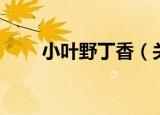 小叶野丁香（关于小叶野丁香介绍）