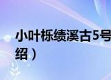 小叶栎绩溪古5号（关于小叶栎绩溪古5号介绍）