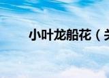 小叶龙船花（关于小叶龙船花介绍）