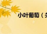 小叶葡萄（关于小叶葡萄介绍）