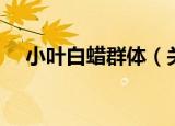 小叶白蜡群体（关于小叶白蜡群体介绍）