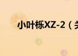 小叶栎XZ-2（关于小叶栎XZ-2介绍）