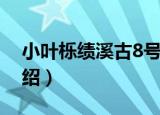 小叶栎绩溪古8号（关于小叶栎绩溪古8号介绍）