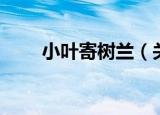 小叶寄树兰（关于小叶寄树兰介绍）