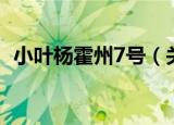 小叶杨霍州7号（关于小叶杨霍州7号介绍）