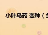 小叶乌药 变种（关于小叶乌药 变种介绍）