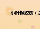 小叶橡胶树（关于小叶橡胶树介绍）