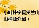 小叶朴宁夏贺兰山种源（关于小叶朴宁夏贺兰山种源介绍）