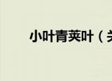 小叶青荚叶（关于小叶青荚叶介绍）
