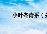 小叶冬青系（关于小叶冬青系介绍）