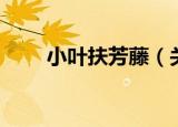 小叶扶芳藤（关于小叶扶芳藤介绍）