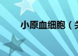 小原血细胞（关于小原血细胞介绍）
