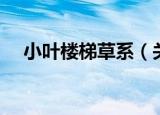 小叶楼梯草系（关于小叶楼梯草系介绍）