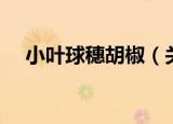 小叶球穗胡椒（关于小叶球穗胡椒介绍）