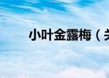 小叶金露梅（关于小叶金露梅介绍）
