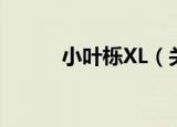 小叶栎XL（关于小叶栎XL介绍）