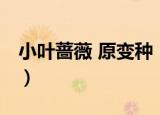 小叶蔷薇 原变种（关于小叶蔷薇 原变种介绍）