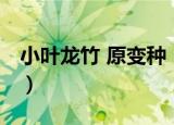 小叶龙竹 原变种（关于小叶龙竹 原变种介绍）