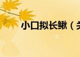 小口拟长鳅（关于小口拟长鳅介绍）